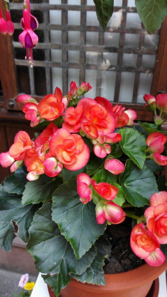 三缺一·成都味川菜(神仙树店)