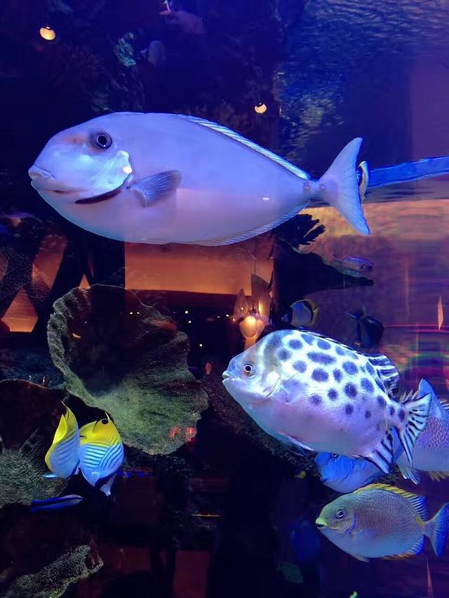 长隆横琴湾酒店(珠海长隆旗舰店)·海豚自助餐厅