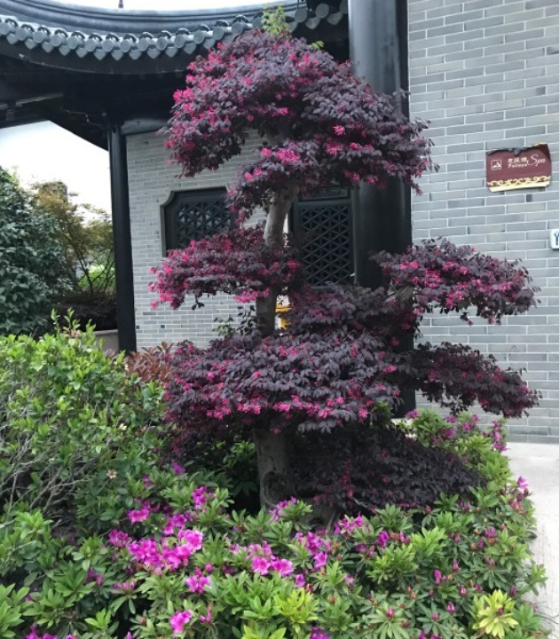 上海皇廷花园酒店·西餐厅·自助餐