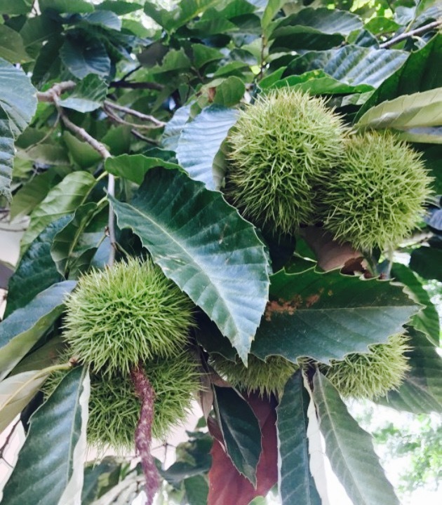 杉树林野菜馆