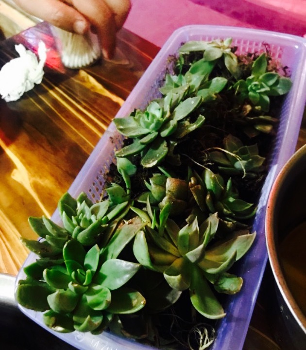 青椒鱼野生菌牦牛杂汤锅(康定二店)