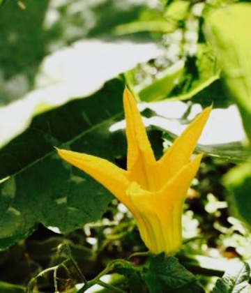 Ristorante Livi Sonia