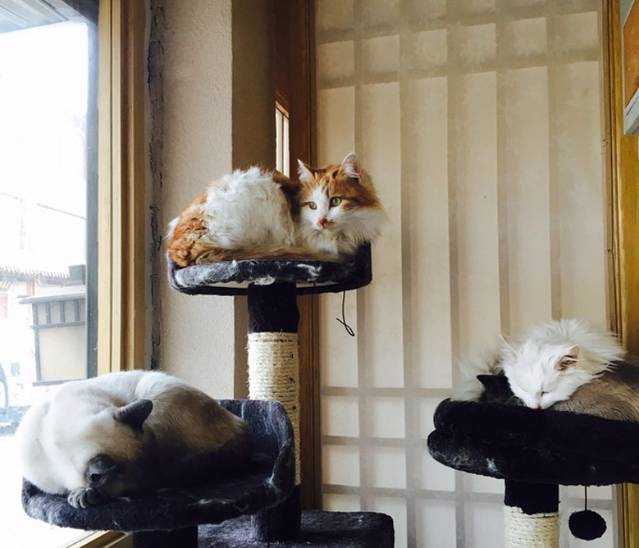 遇见八尾猫(曲水亭街店)