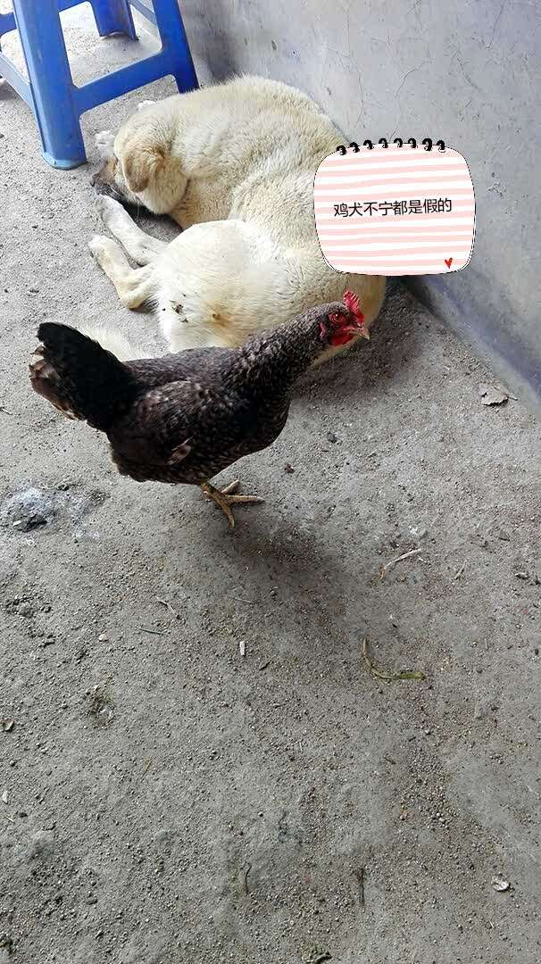 博山炸肉(劲松四路店)