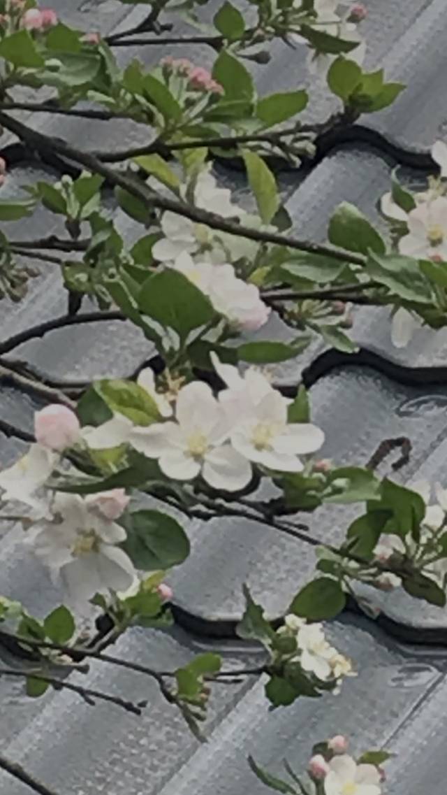 川乡柴火烧鸡