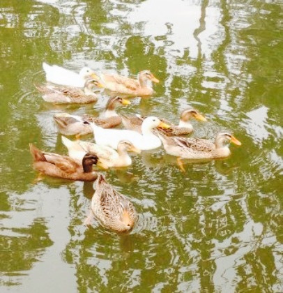 Restaurant Foon Lock