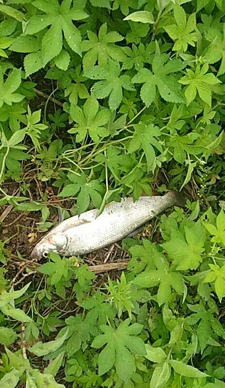 徐先生成都小吃(黄屯店)