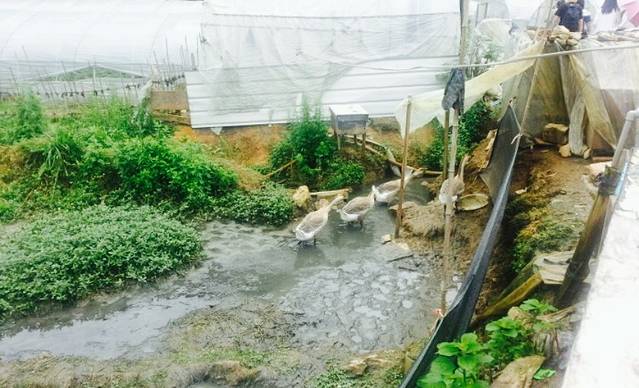 石锅咖喱饭-海南鸡饭(师苑风味餐厅)