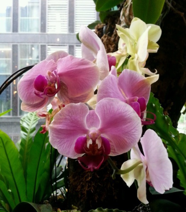 拾谷西餐(天府三街店)