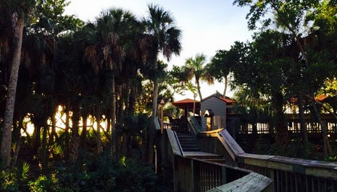 Gumbo Limbo