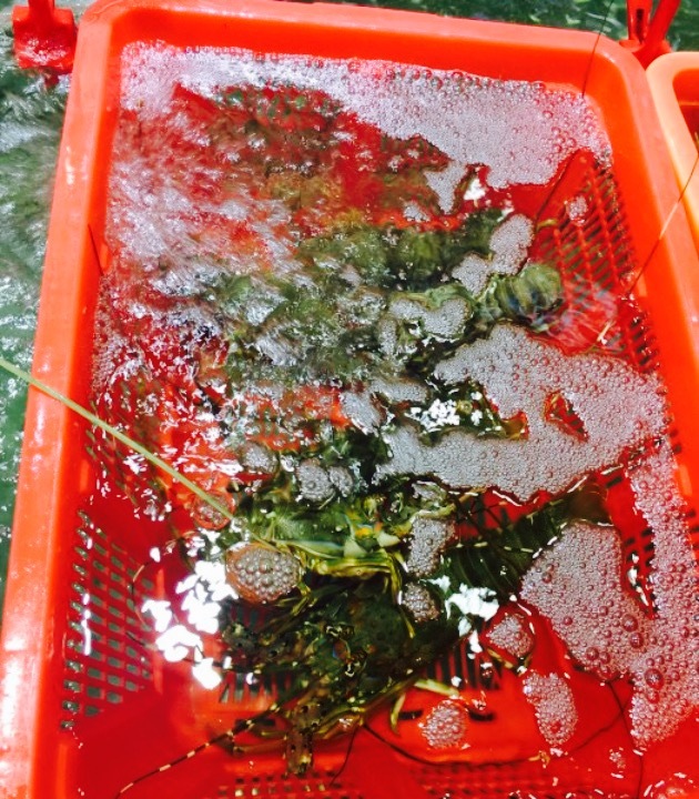 潮旺渔港(观澜分店)