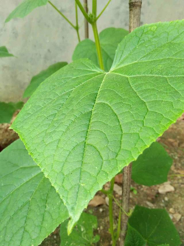 心意达面包屋(卢店镇店)