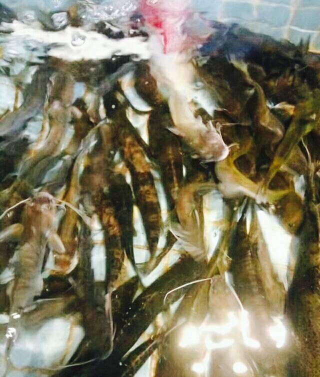 境界渔村·知味餐饮旗下品牌