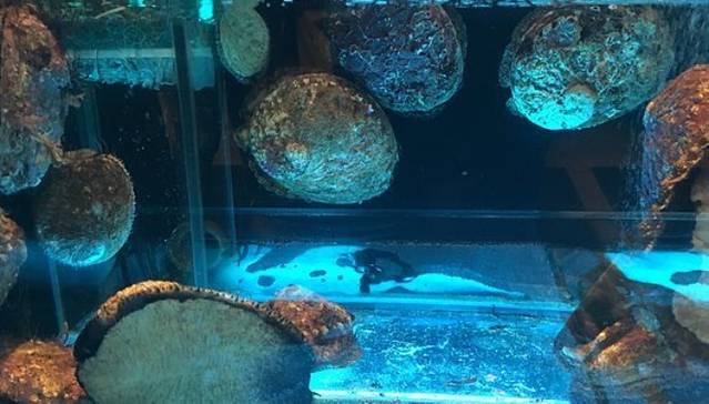 钓鱼翁 烧鹅．海鲜饭店 (荃湾千色汇一期)