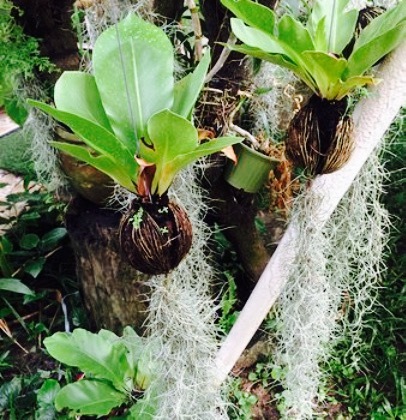 Orchid House Thai Restaurant