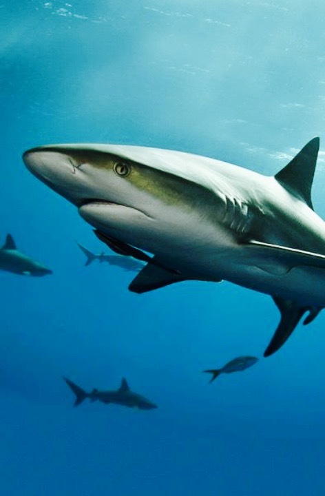 鲁谣家宴姚树人