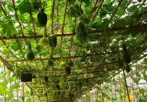 集发绿色农家饭庄