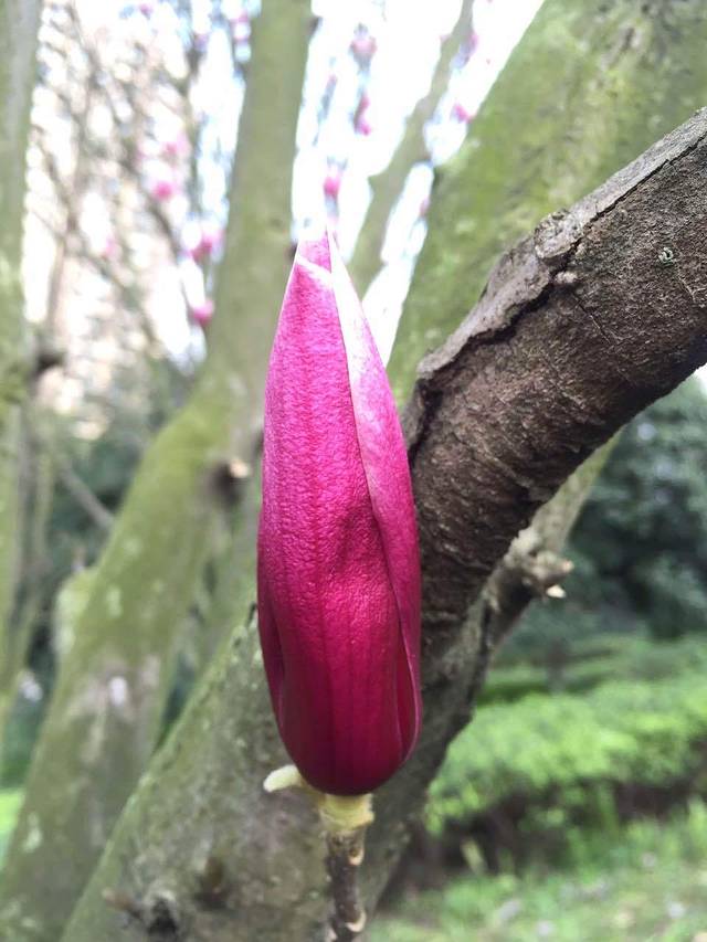 好又来招牌酸辣粉(涪陵易家坝店)