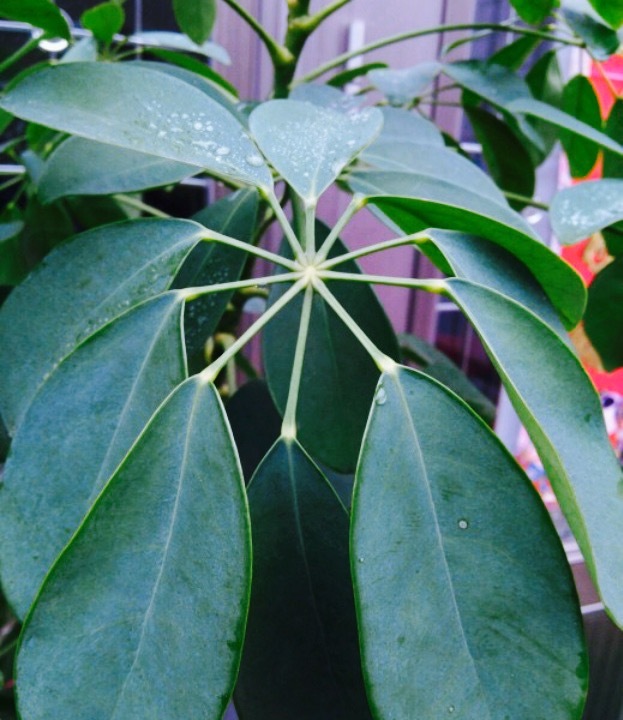 家宴府酒店(嘉年华店)