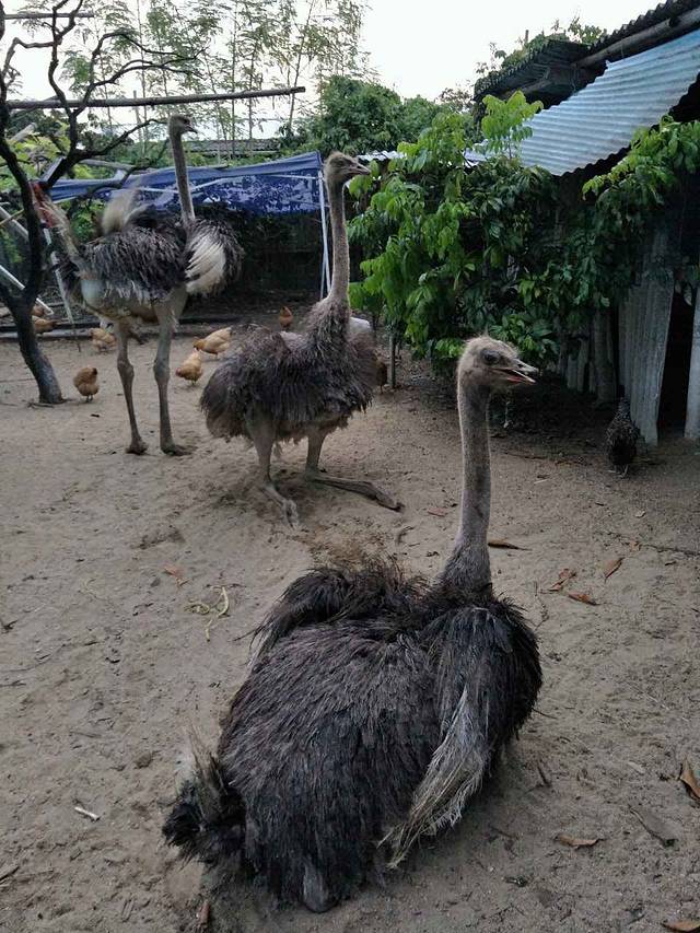 荔园农庄(广五东路店)