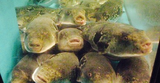 ふぐ料理　友鉄