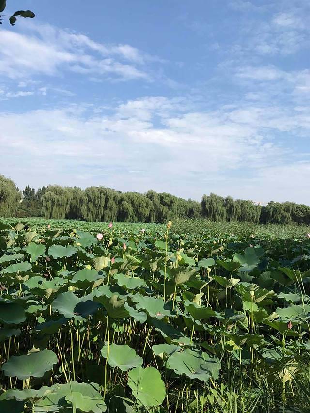 北京稻香村(酒仙桥店)