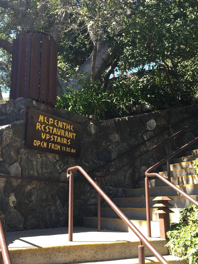 Nepenthe