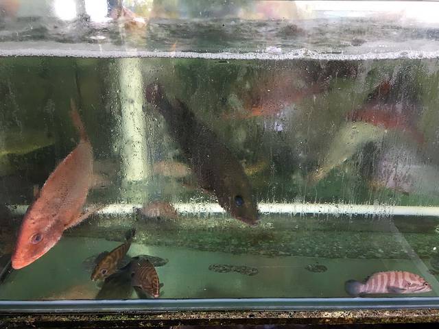 珍珠湾深叔渔村