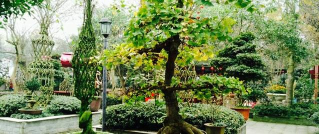 鑫桂苑(凤凰大道店)