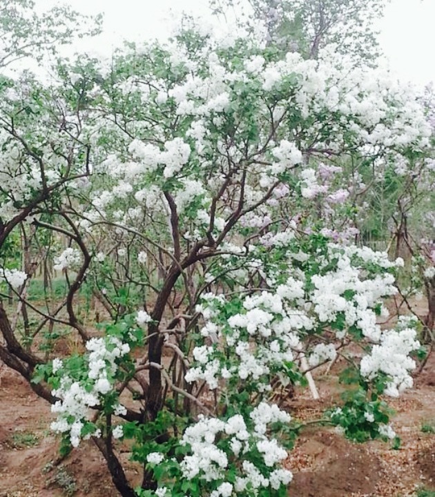 魏都国际酒店自助餐厅