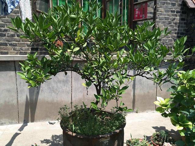 乌托邦现代音乐(新蒙小路店)