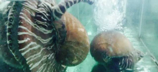 夜来香海鲜大排档