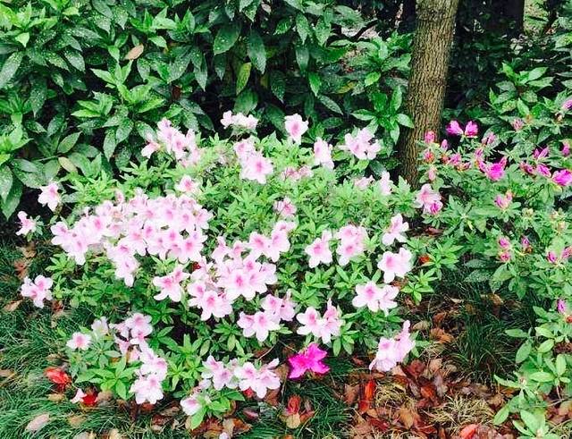 双拥公园-清风园