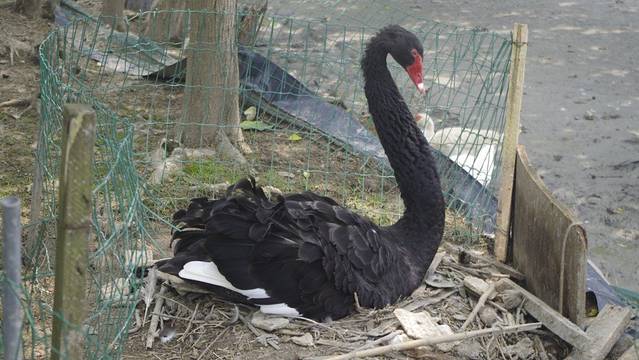 大千天鹅湖庄园