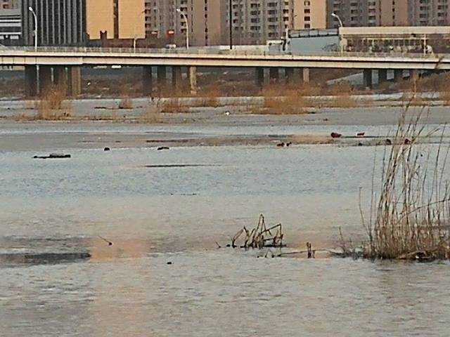 凌河公园(水上公园)