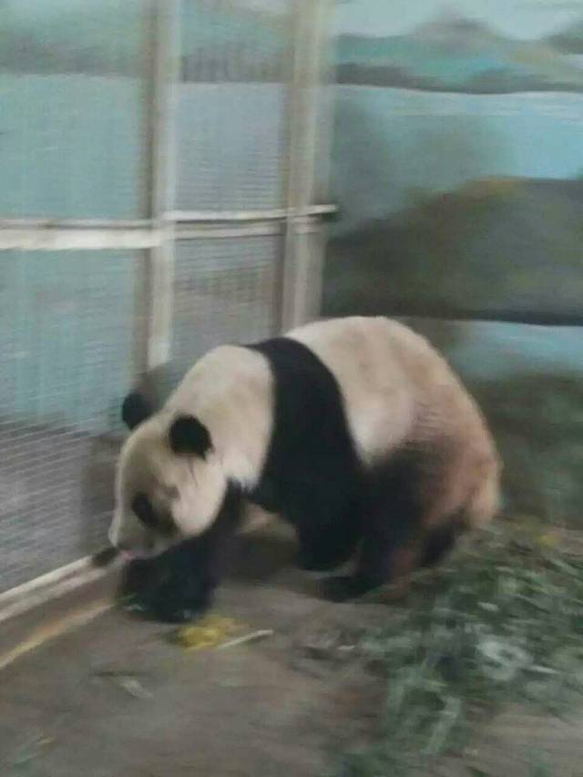 黄山野生动物园