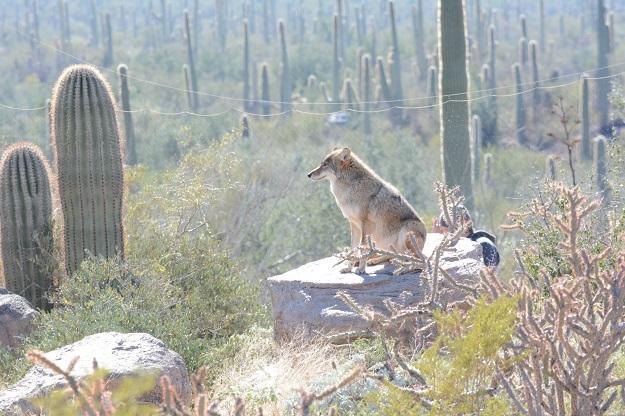 亚利桑那索诺拉沙漠博物馆