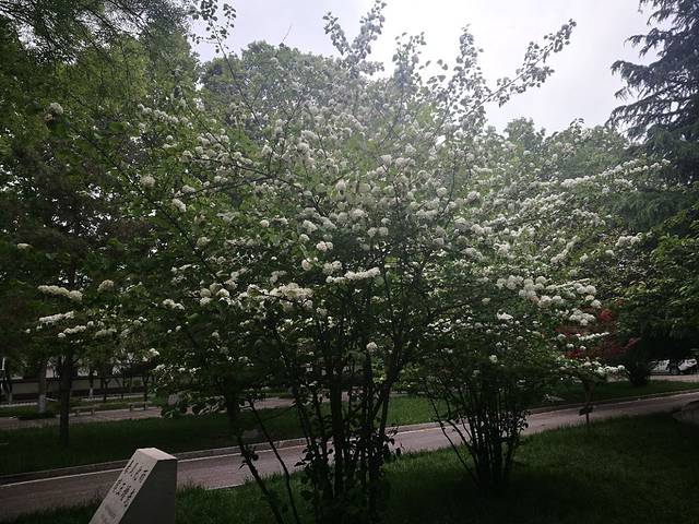 板栗香酥饼(曲师大店)