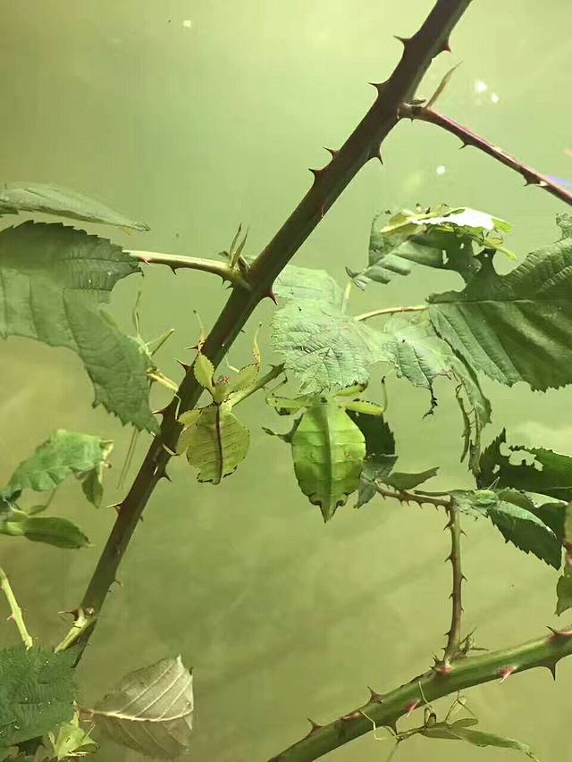 维多利亚昆虫馆