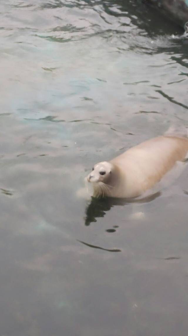 红旗小区空中巴比伦花园