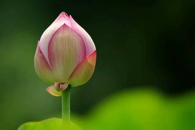 喵的天空名猫咖啡馆·撸猫·猫舍·用品