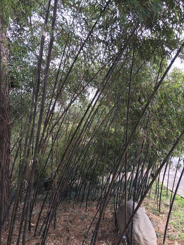 中国竹子博物馆