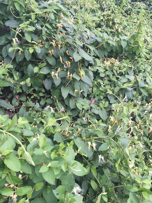 鼎悦海鲜肥牛火锅