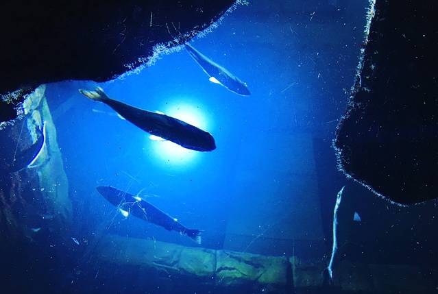 拉罗谢尔水族馆