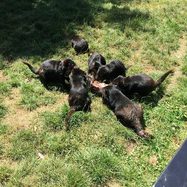 Trowunna Wildlife Sanctuary