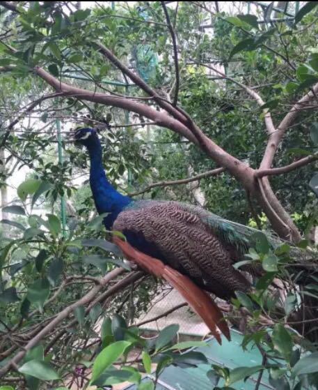 凤山祖庙旅游区-凤山公园