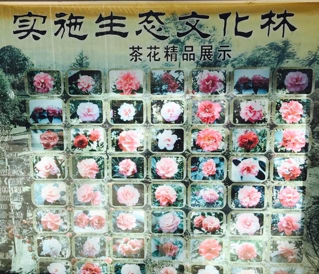 来凤山茶花基地