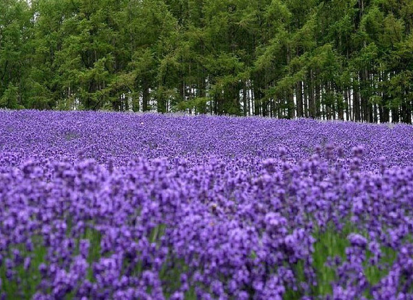 千紫庄园胶州薰衣草花田