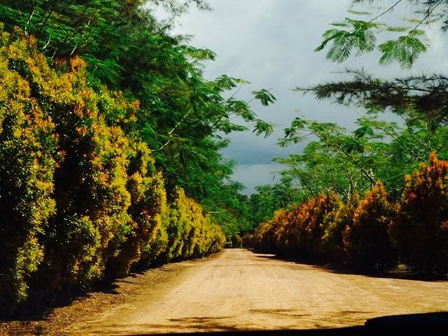 Bangka Botanical Garden