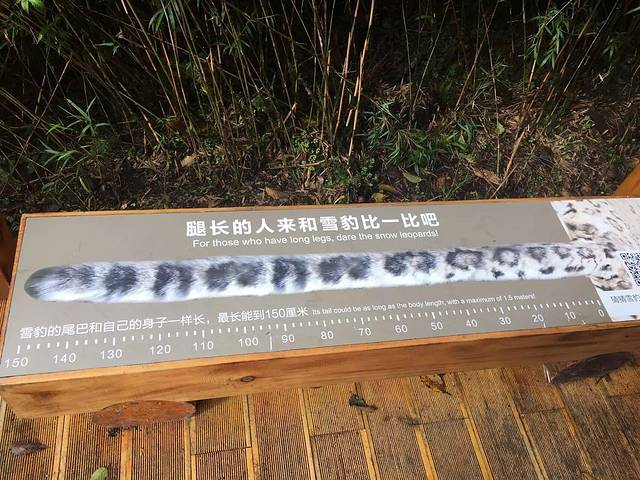 海螺沟冰川森林公园-冰川观景台